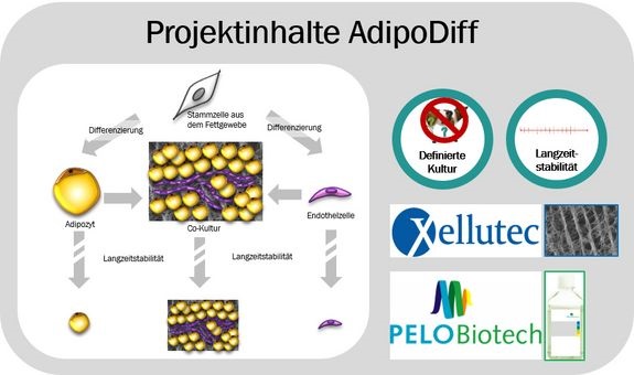 Poster AdipoDiff 