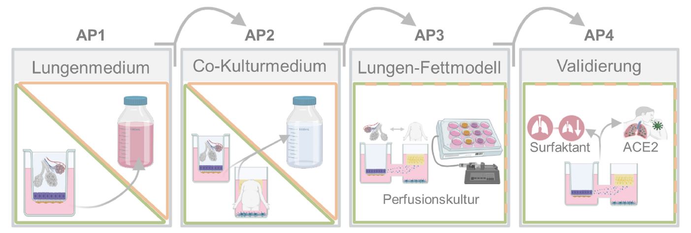 Poster Lungen-Fettmodell-Medien