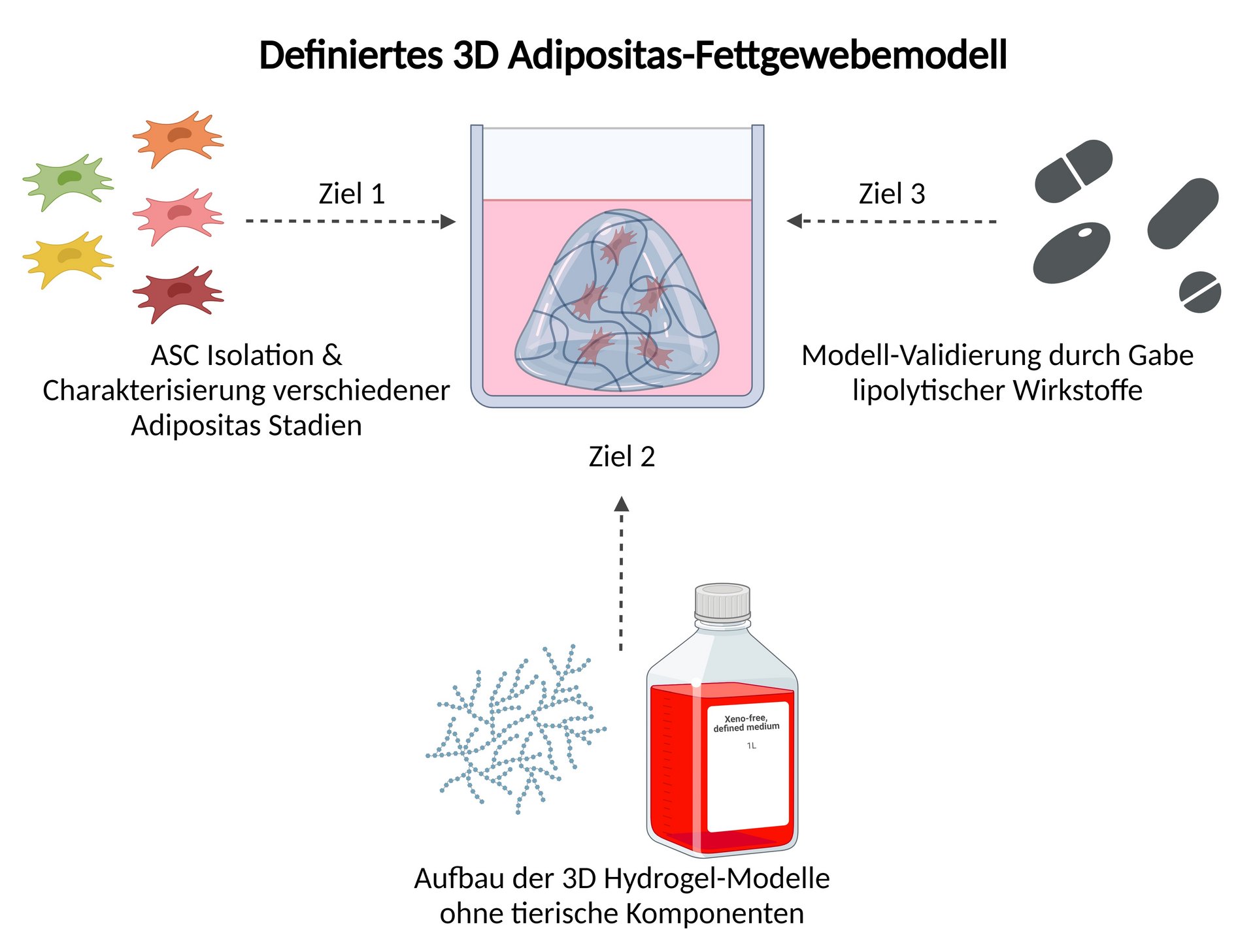 Projekt Adipositas 3D